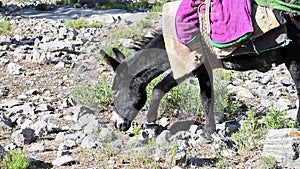 Donkey eating grass. Tajikistan