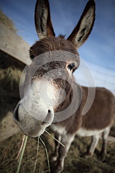 Donkey eating hay closeup