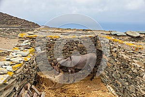 A donkey eating hay in a stone wall corral, Folegandros Island, Greece