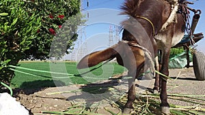 Donkey eating sugar cane leaves alongside road in Luxor
