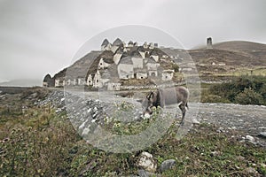 Donkey eats a thorn. Crypts Alans near the village Dargavs. North Ossetia.