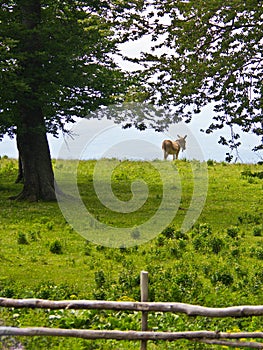 Donkey enjoys landscape view and a green grass off course