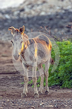 Donkey or ,Equus africanus asinus