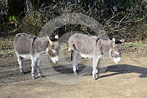 Donkey Equus africanus asinus