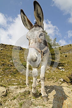Donkey, Equus africanus asinus