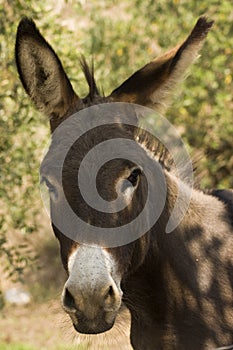 Donkey - Equus Africanus Asinus