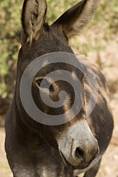 Donkey - Equus Africanus Asinus