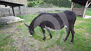 donkey or Equus africanus asinus grazing