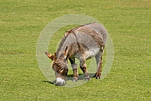 Donkey, Equus asinus asinus