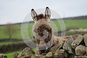 A Donkey (Equus asinus) peeping over a Drystone Wall, Lothersdale, North Yorkshire, UK