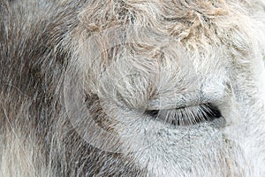 Donkey eye
