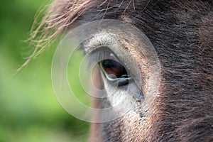 Donkey eye