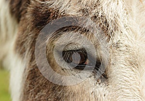 Donkey eye