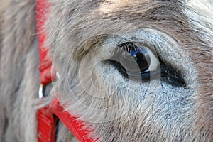 Donkey Eye