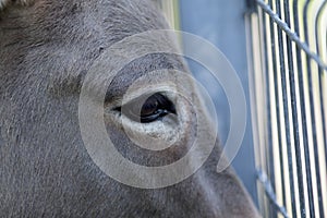 Donkey eye close up side view