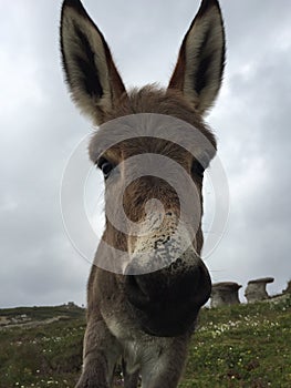 Donkey face close-up