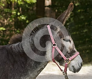 Donkey face close up side view