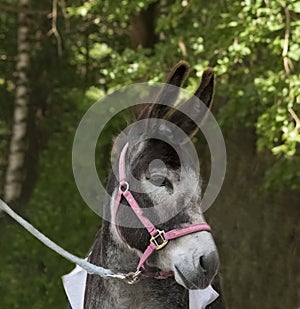 Donkey face close up side view