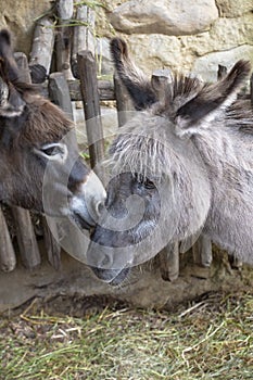 Donkey family at the farm. Couple of donkeys