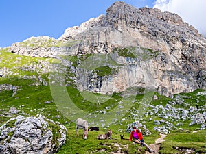Donkey family on the trail from Seceda in Dolomites mountains Italy