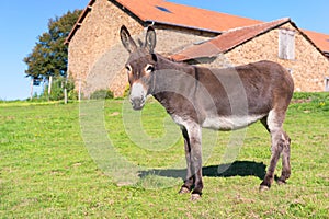 Donkey at the farm