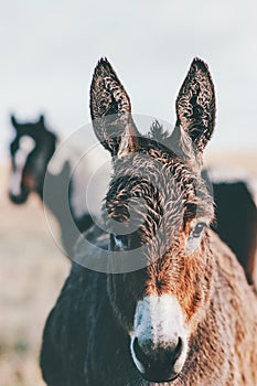 Donkey Farm Animal brown color close up The donkey or ass, Equus africanus asinus is a domesticated member photo