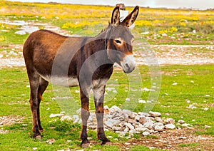 Donkey Farm Animal brown color standing on field grass