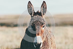 Donkey Farm Animal brown colour at prairie close up head