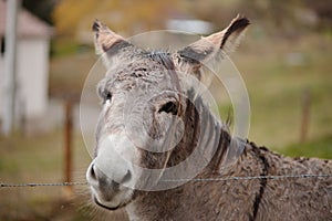 Donkey on the farm behind the fence
