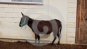 Donkey on a farm curiously sticking its head over a wooden fence, observing its surroundings.