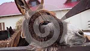 Donkey on a farm curiously sticking its head over a wooden fence, observing its surroundings.