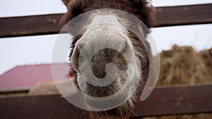 Donkey on a farm curiously sticking its head over a wooden fence, observing its surroundings.