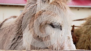 Donkey on a farm curiously sticking its head over a wooden fence, observing its surroundings.