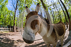 Donkey farm cute rural animal,  nature