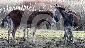 Donkey on a farm field