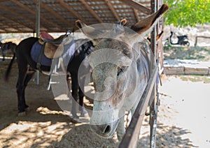 Donkey farm \