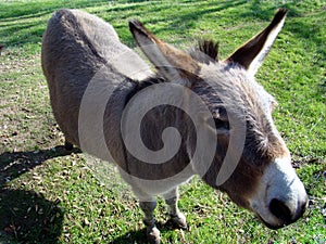 Donkey in farmyard