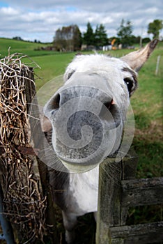 Donkey at a fence