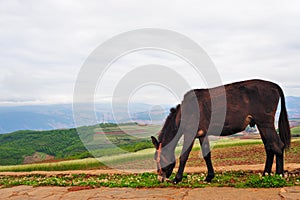 Donkey in field