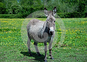 Donkey on a field