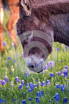 Donkey in a Field of Bluebonnets