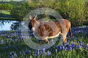 Donkey in a Field of Bluebonnets Near Ennis, Texas