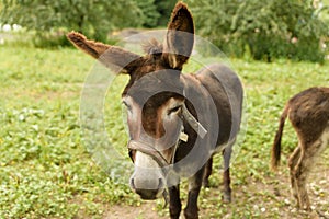 Donkey on a field with an ear to the viewer