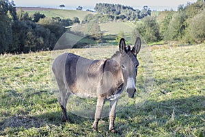 Donkey in a field of green grass and trees looking at the camera. Equus asinus. asno. copy space