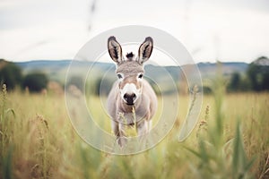 donkey in a field with perked ears facing camera