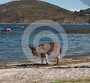Donkey in a field of Salar de Uyuni in Bolivia