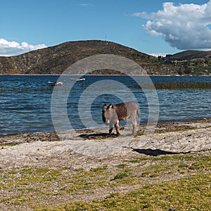 Donkey in a field of Salar de Uyuni in Bolivia photo