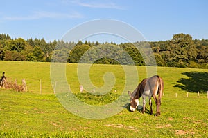 Donkey in the fields