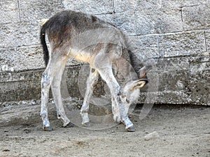 Donkey foal against the background of stones