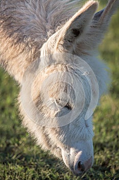 Donkey foal eating grass